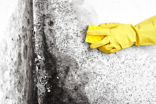 Best White Mold Remediation in Posen, IL