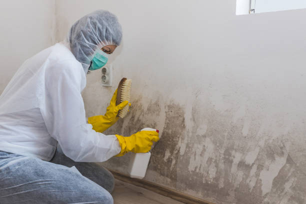 Best Black Mold Remediation in Posen, IL