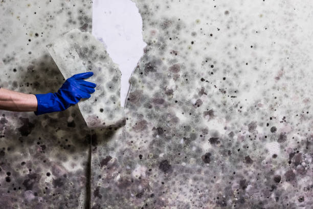 Best Emergency Mold Remediation in Posen, IL