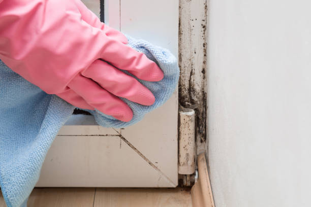 Best HVAC Mold Remediation in Posen, IL